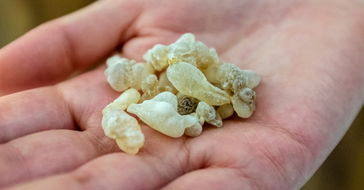 Home Authentic Frankincense In Hand 2