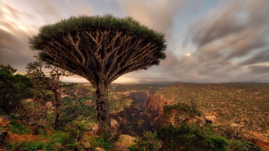 Home Dragon Blood Tree of Socotra
