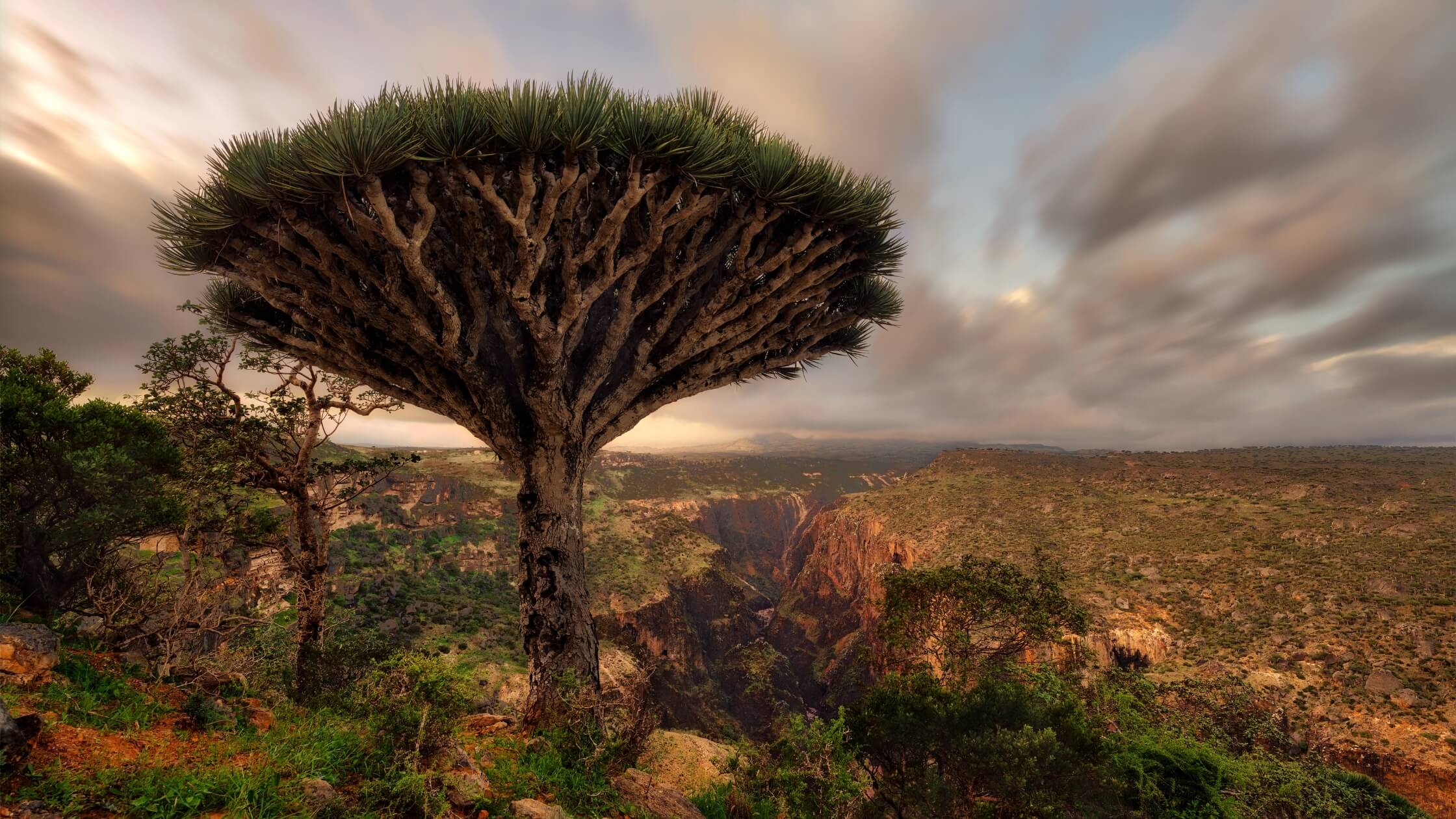 Dragon Blood Tree of Socotra