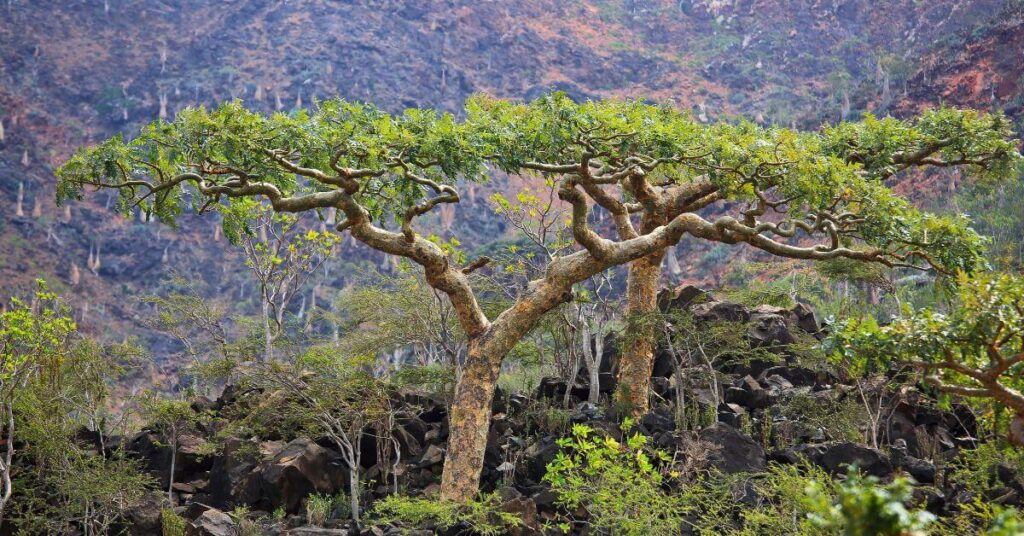 Frankincense Tree