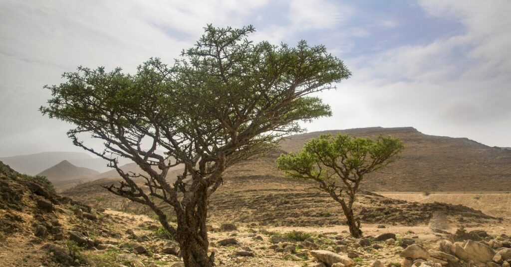 Home Hojari Frankincense Tree of Oman