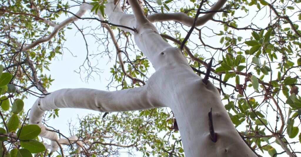sandalwood tree trunk